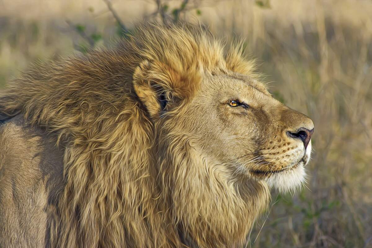 World Lion Day