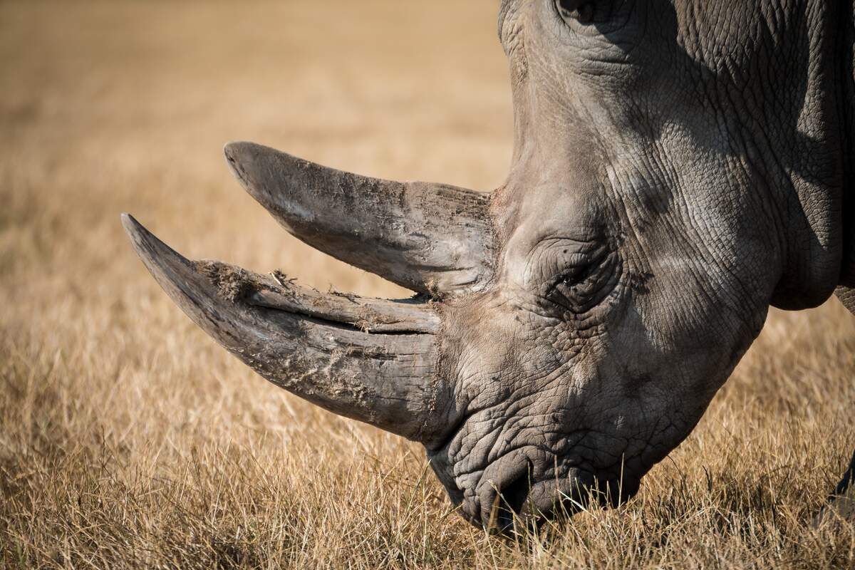 World Rhino Day
