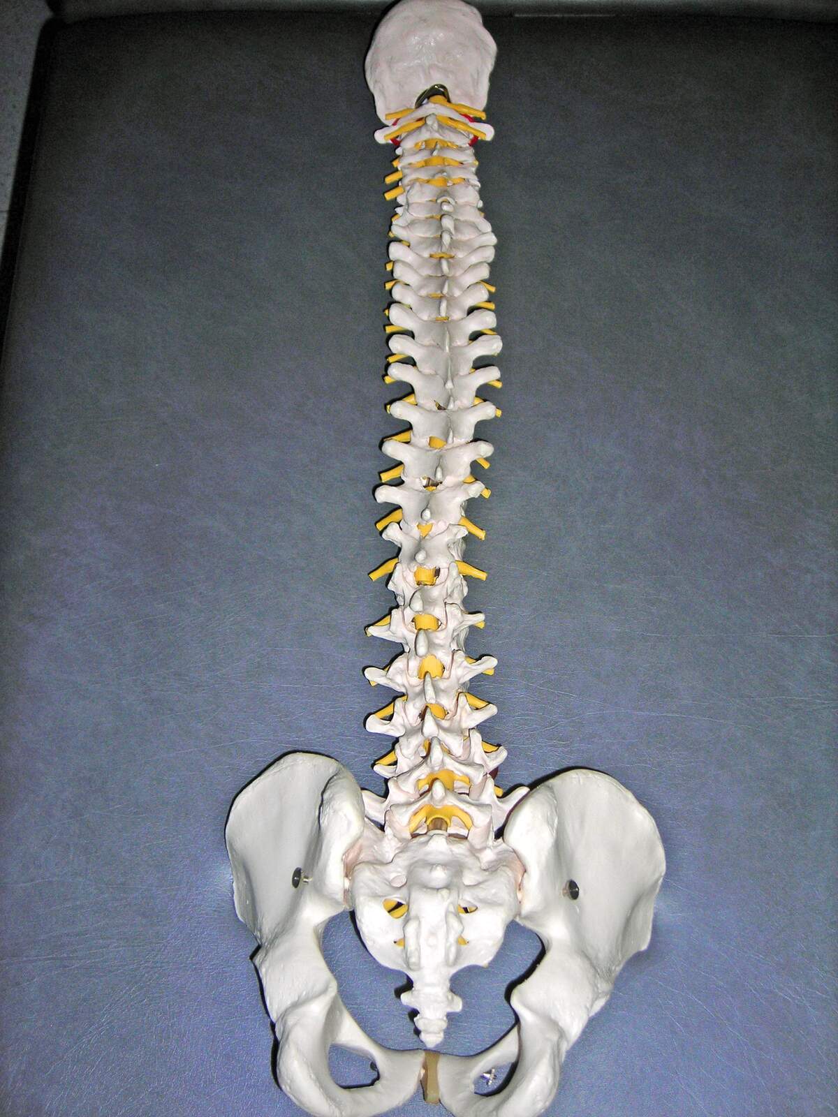 World Spine Day