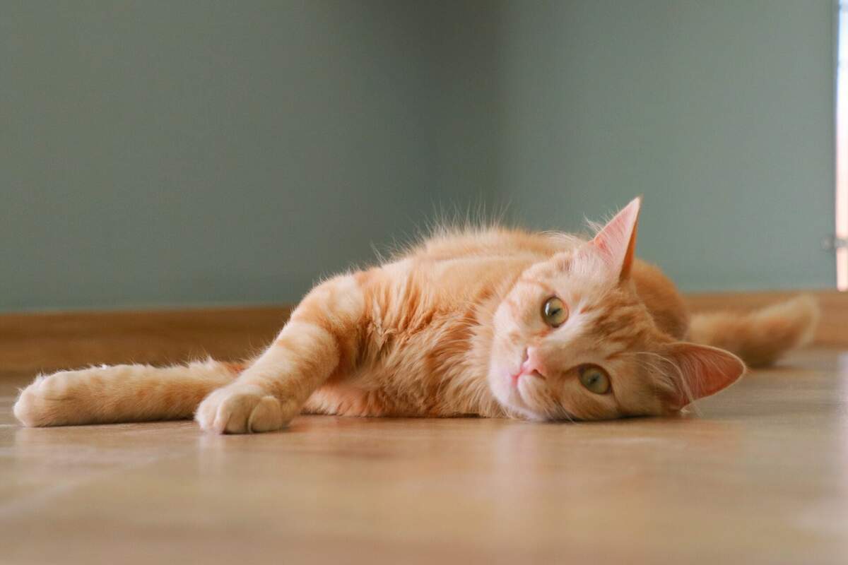 Ginger Cat Appreciation Day