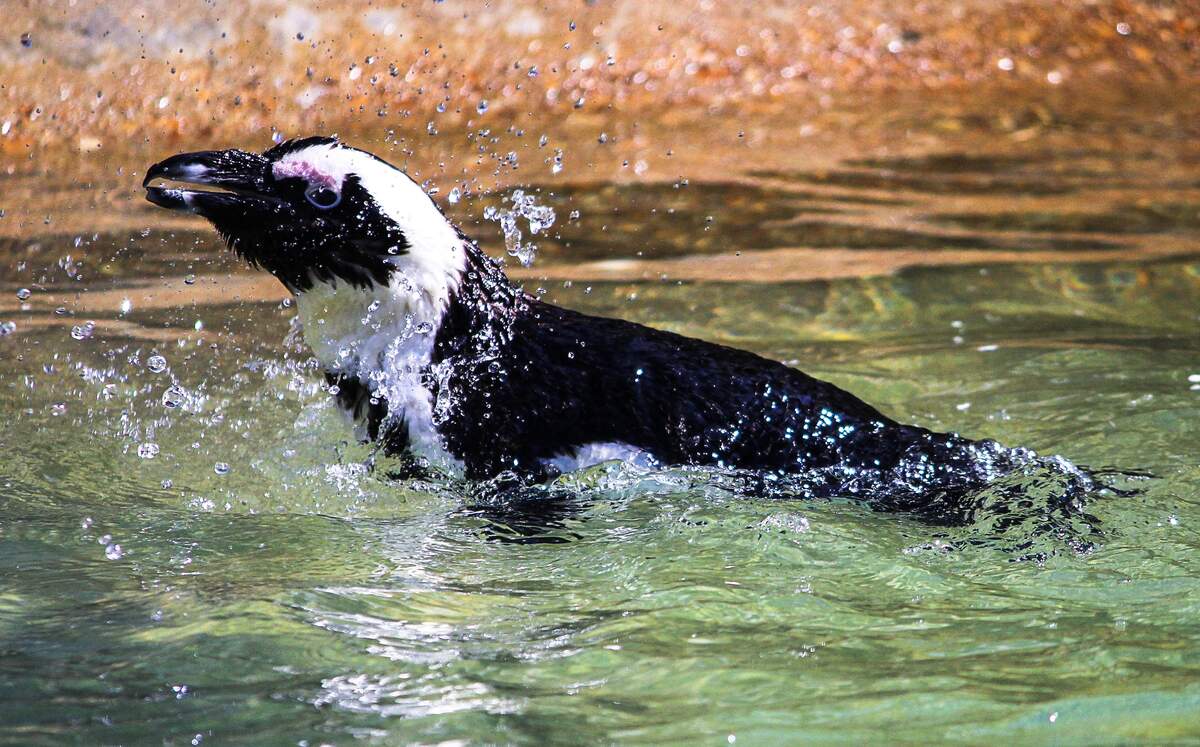 International African Penguin Awareness Day