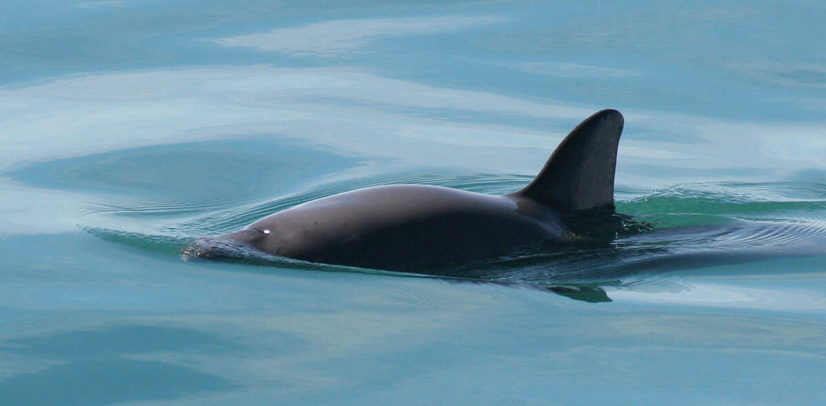 International Save the Vaquita Day
