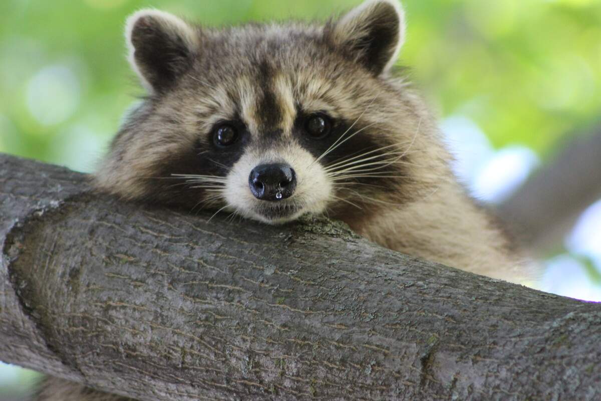 International Raccoon Appreciation Day