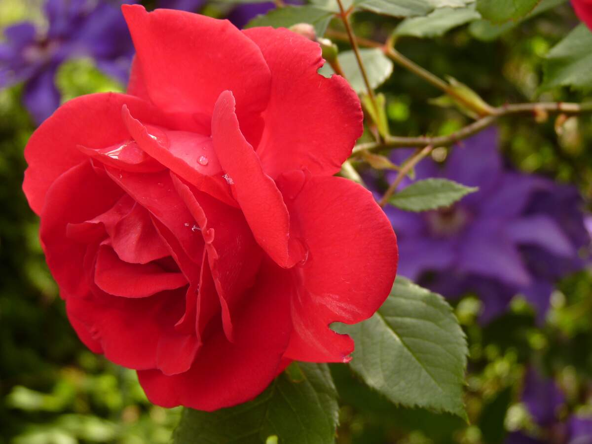Red Rose Day