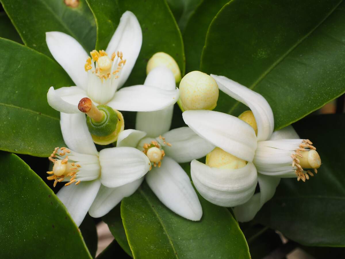 National Orange Blossom Day