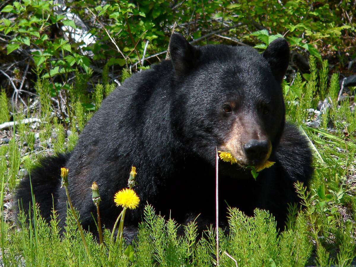 National Black Bear Day