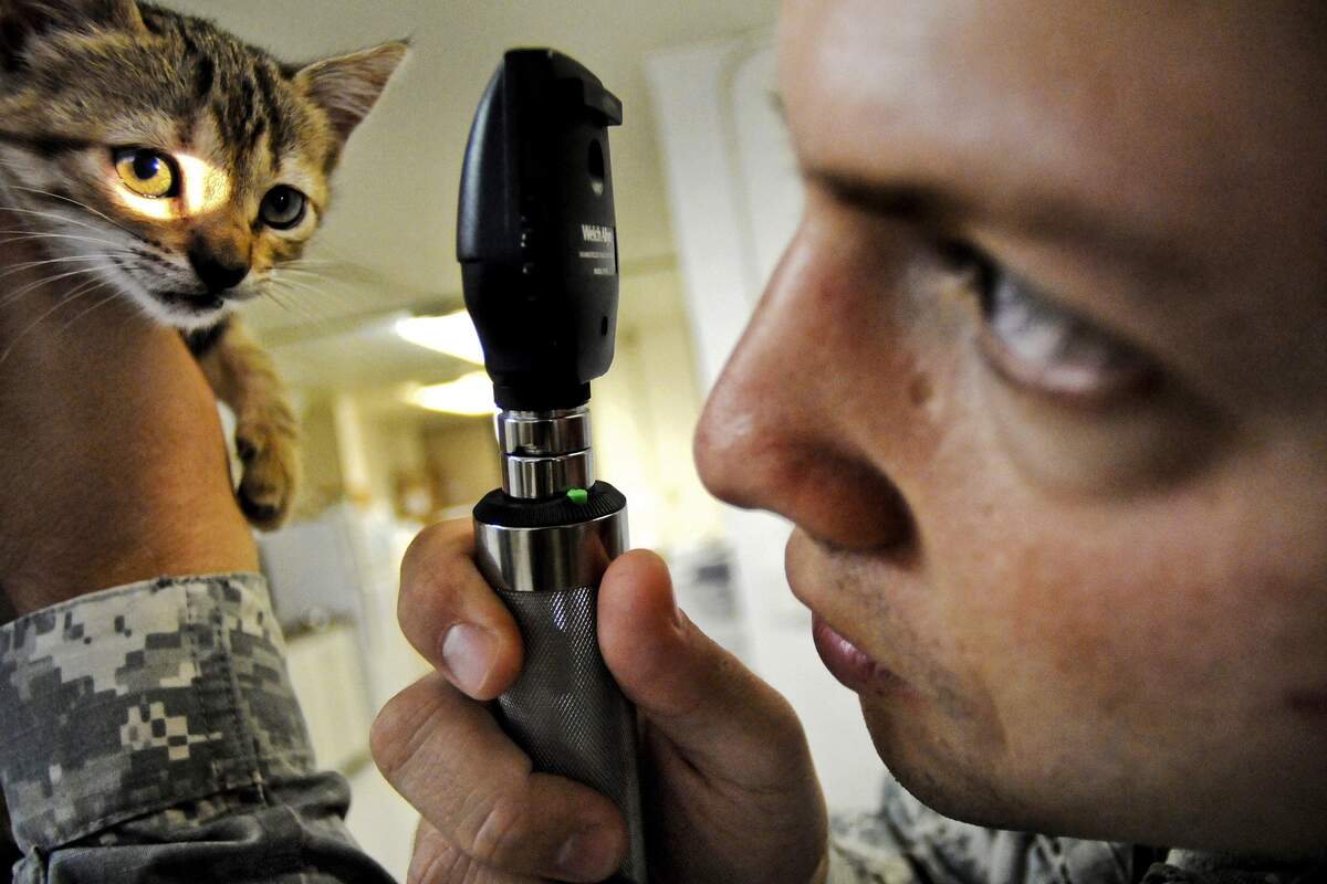 Take Your Cat to the Vet Day