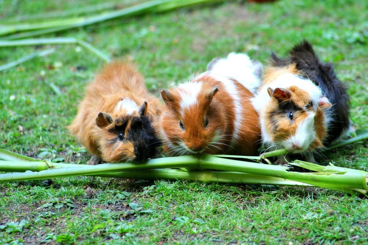 Guinea Pig Appreciation Day