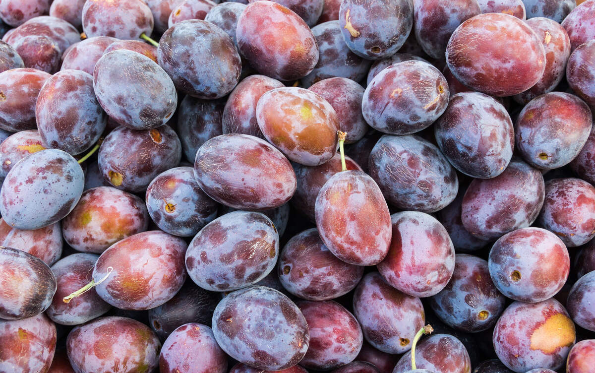 Four Prunes Day