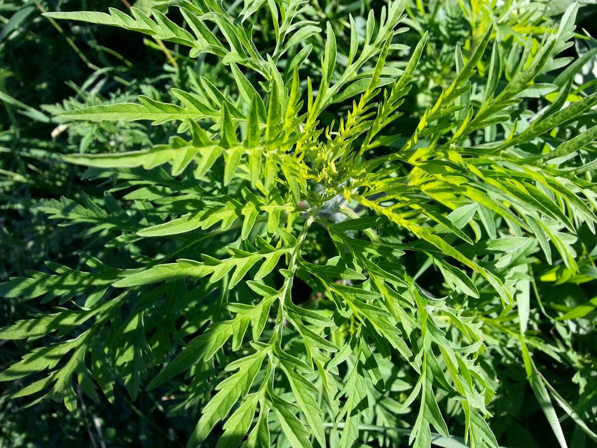 International Ragweed Day