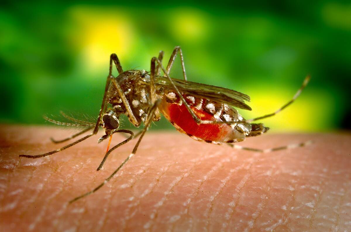 World Mosquito Day
