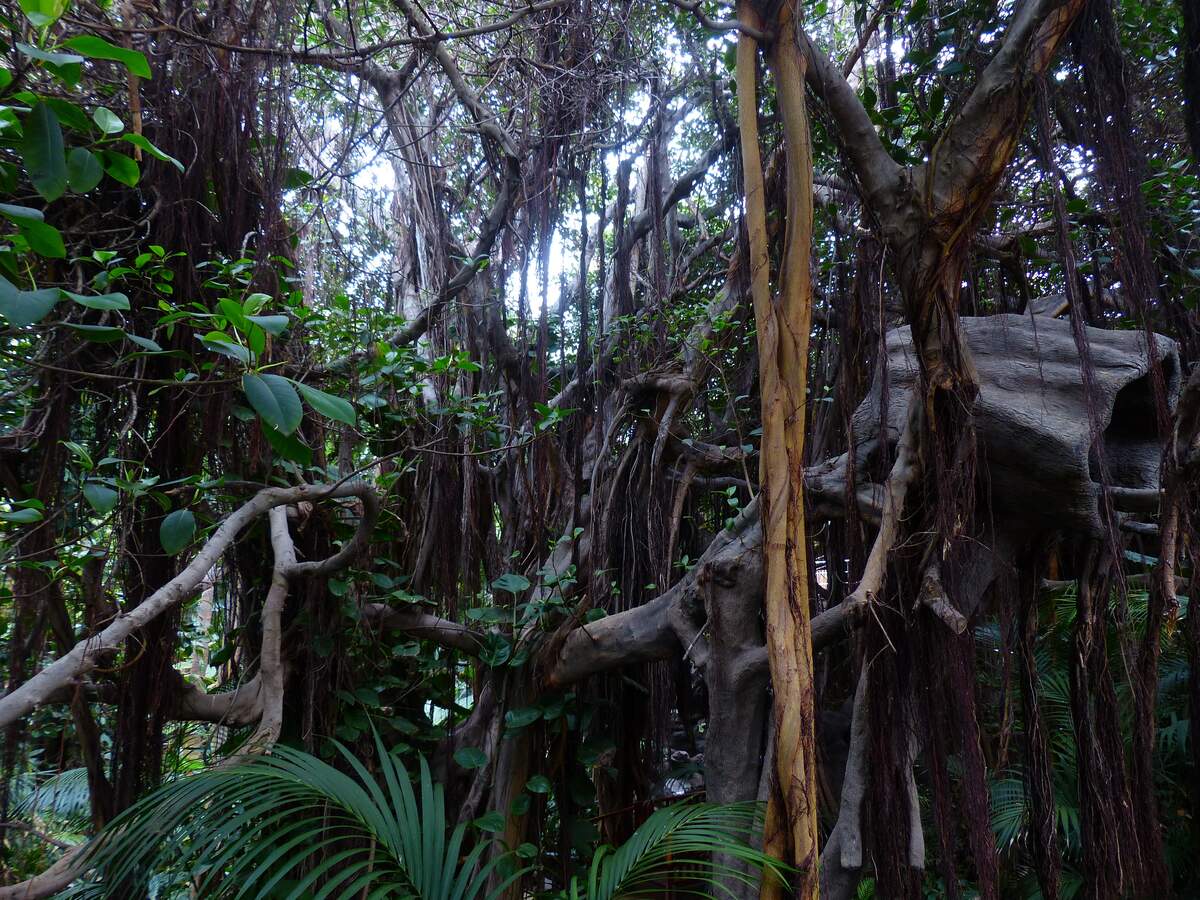 Tarzan Day