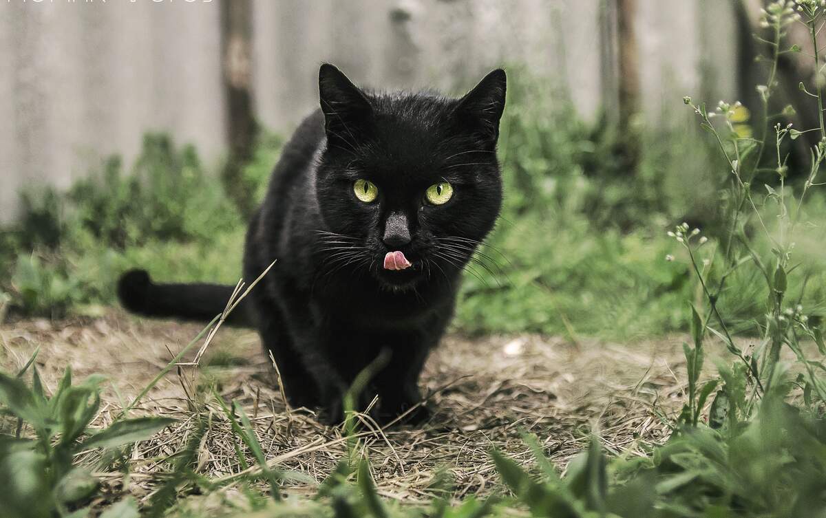 National Black Cat Appreciation Day
