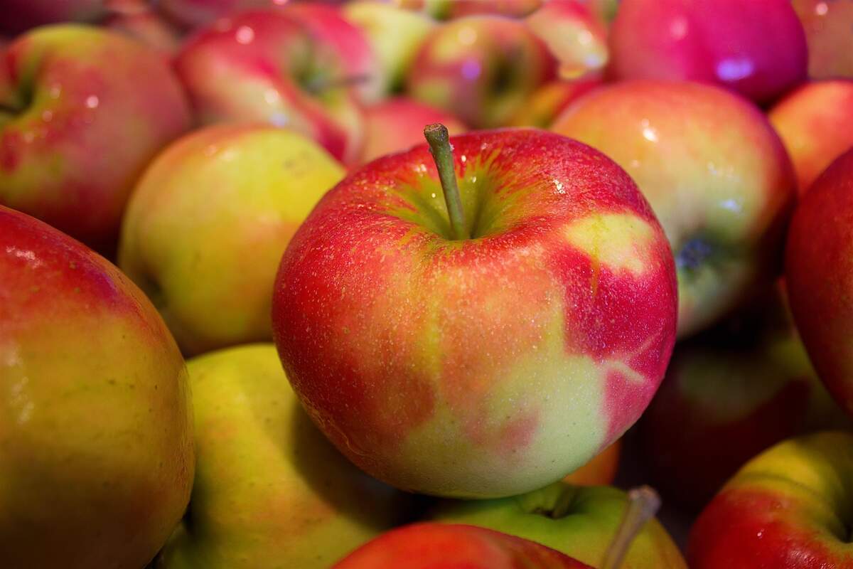 International Eat an Apple Day