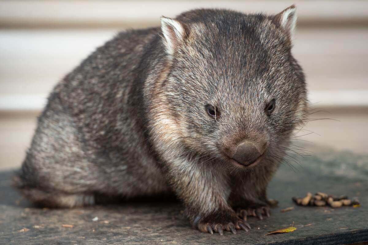 Wombat Day