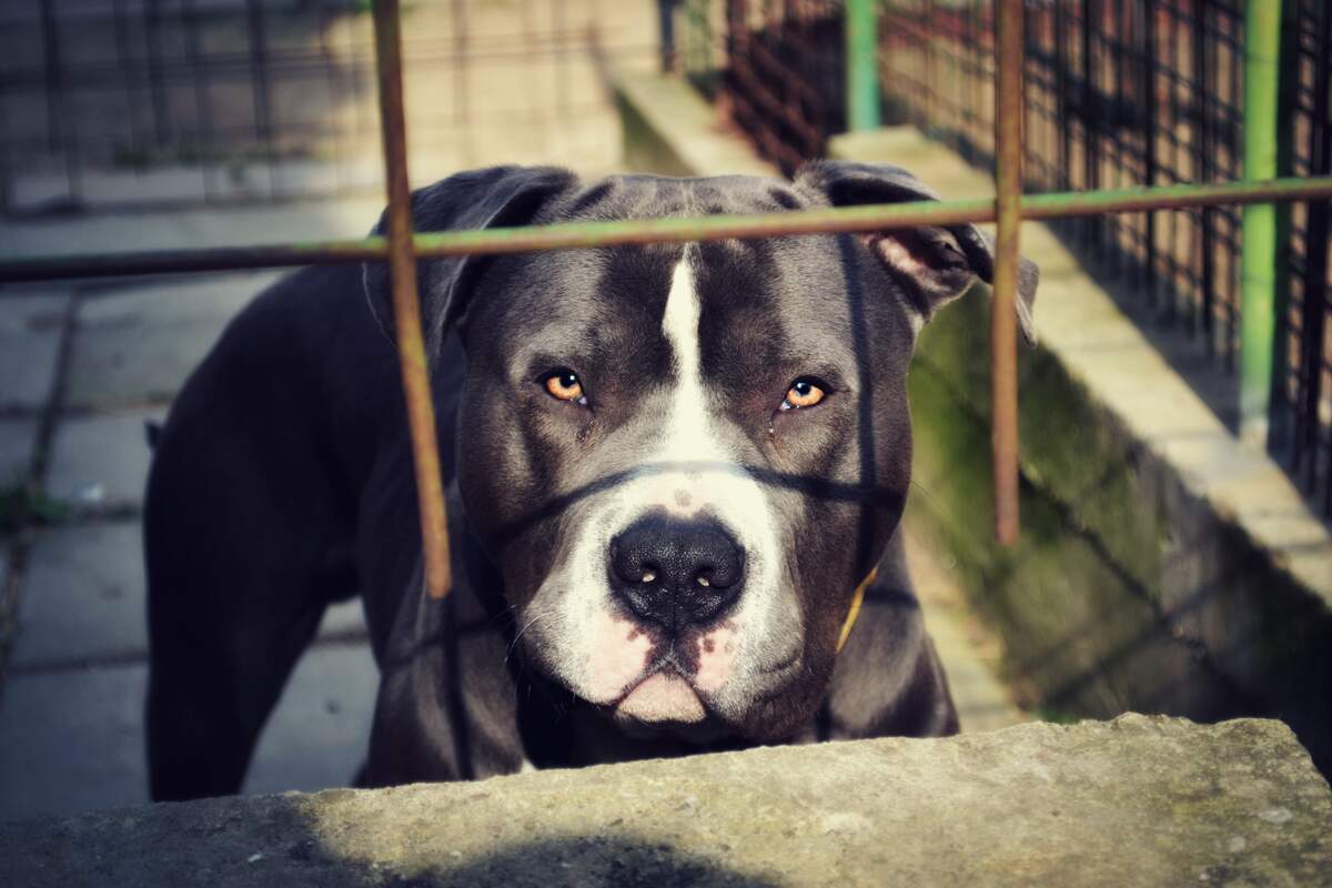 National Pit Bull Awareness Day