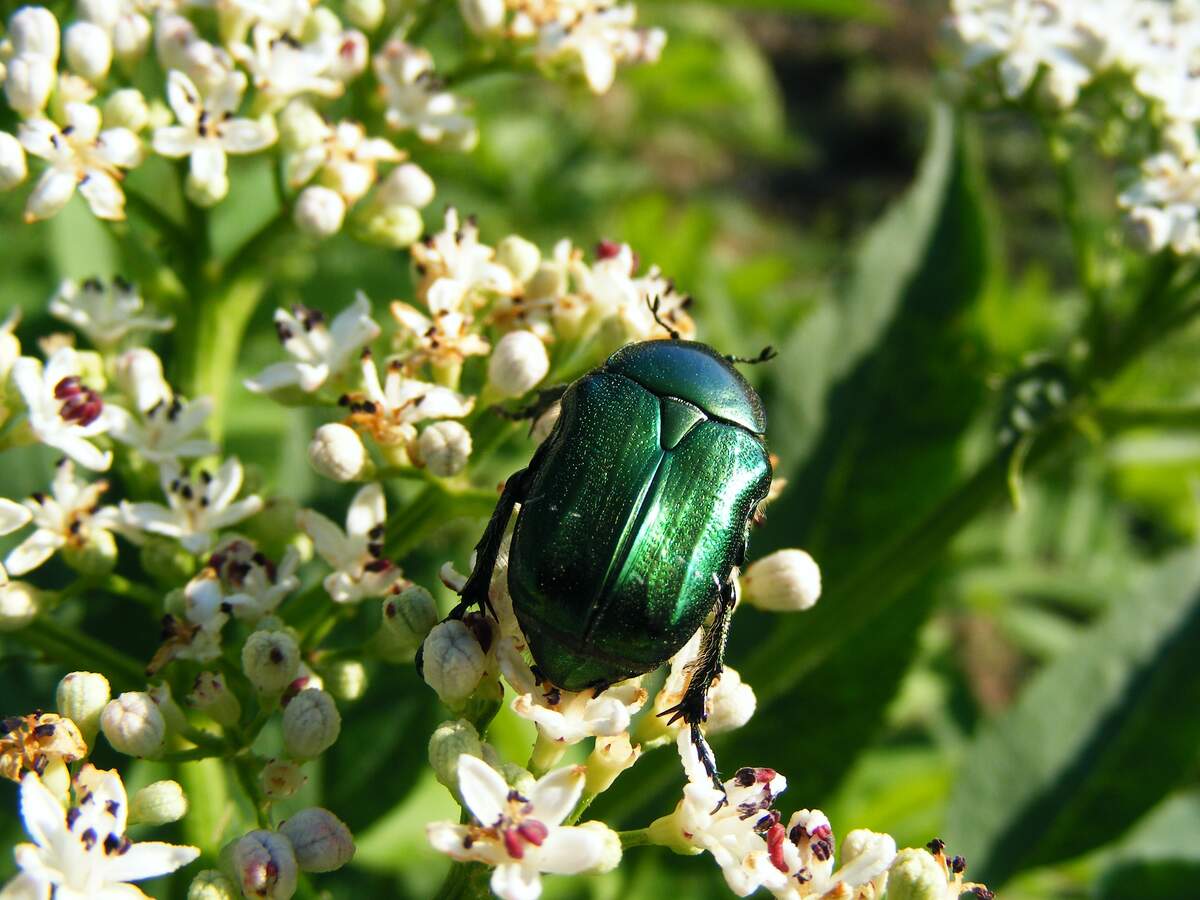 June Bug Day
