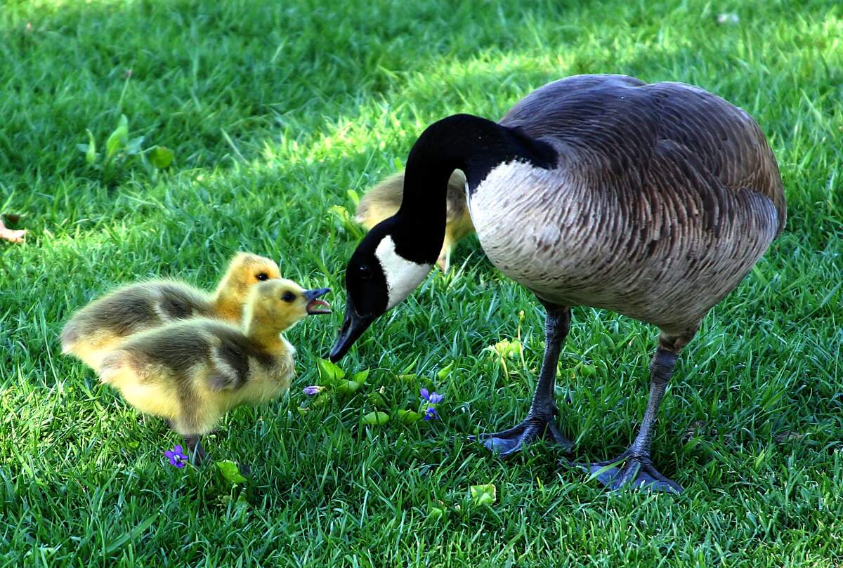 Goose Day
