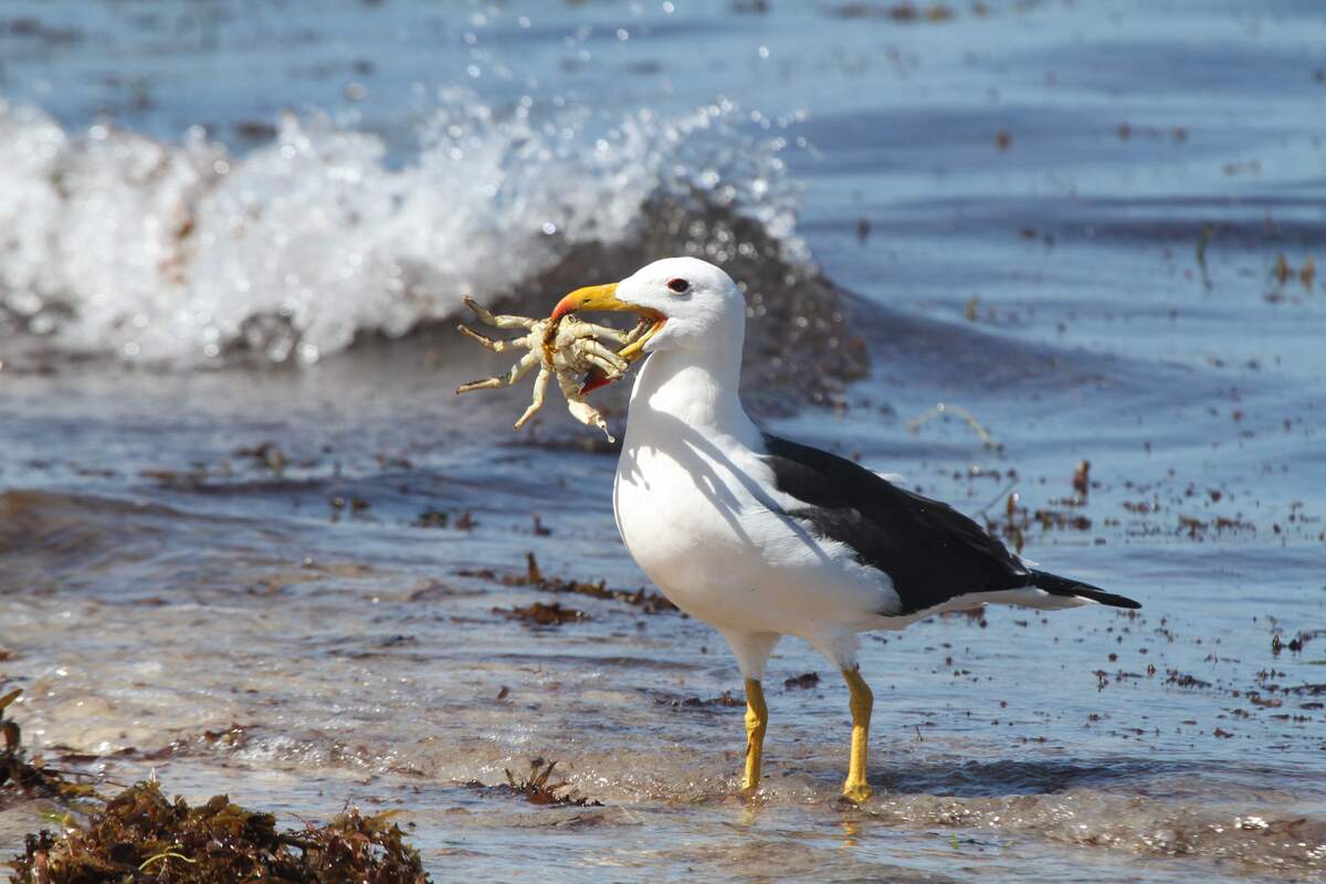World Albatross Day