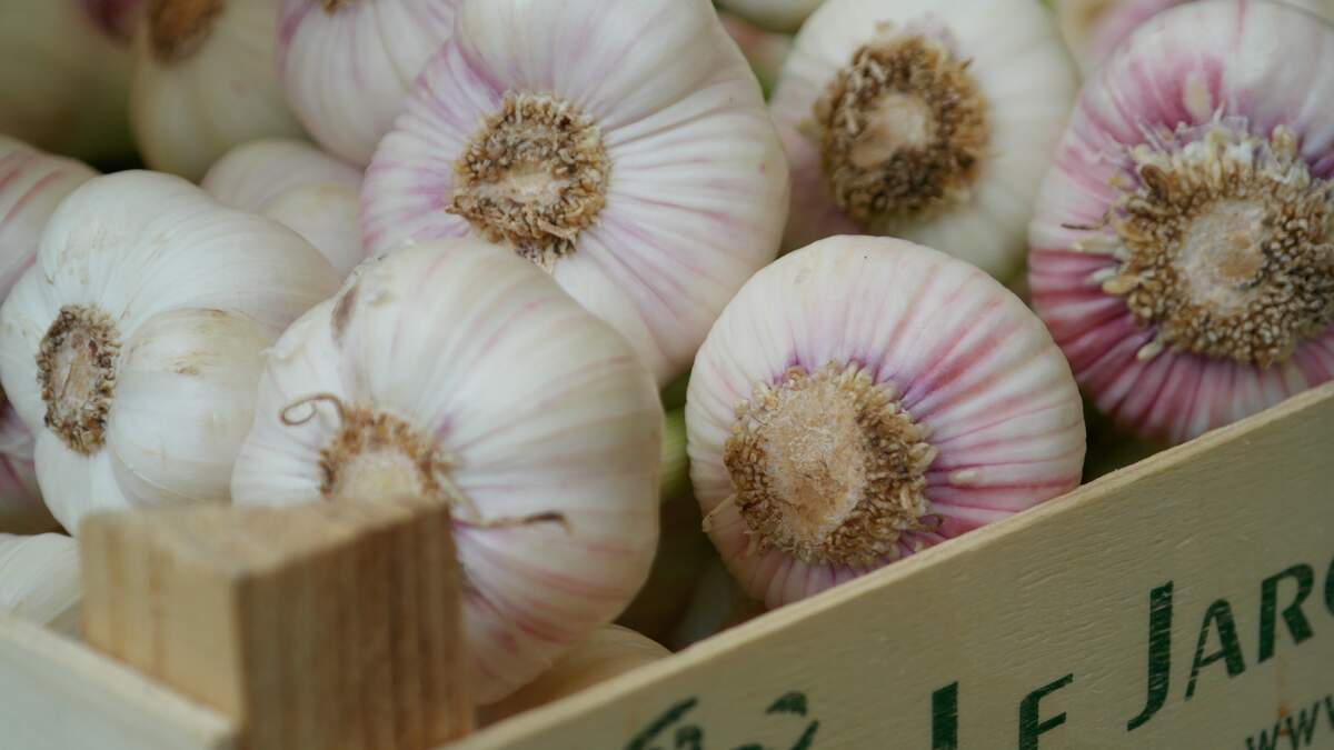 Garlic Lovers Day