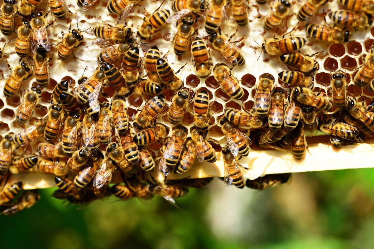 World Honey Bee Day