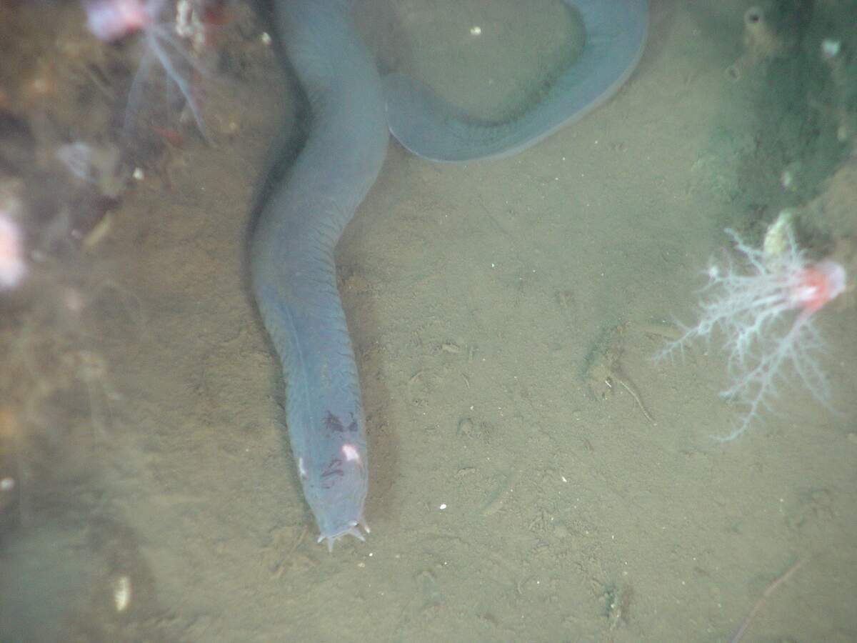 Hagfish Day