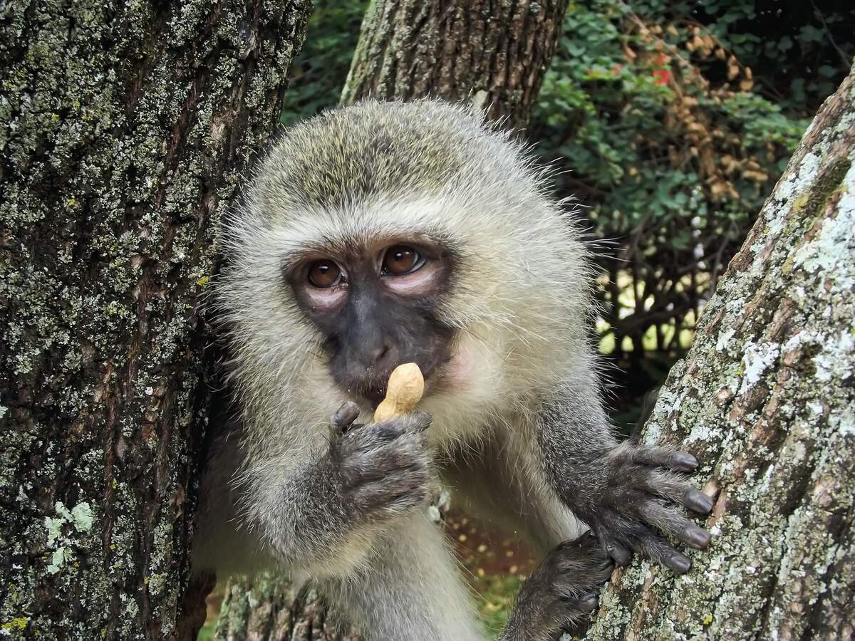 Take a Monkey to Lunch Day
