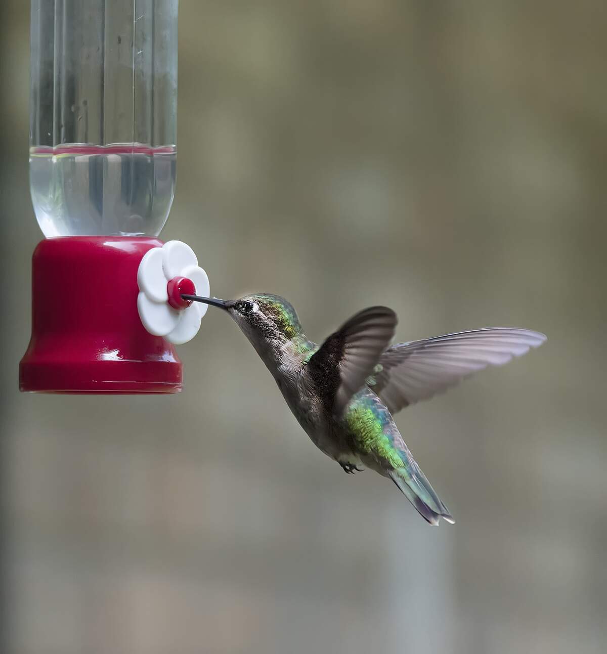 National Hummingbird Day