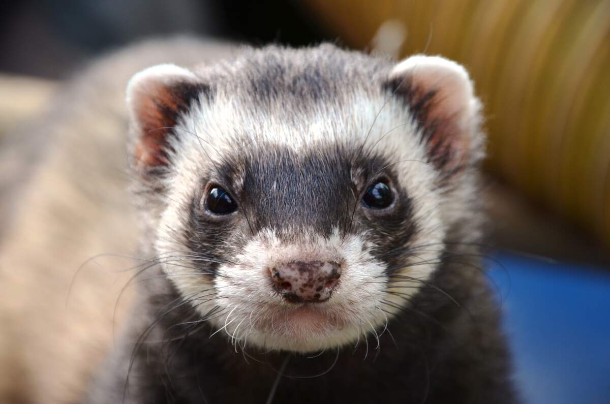 Pop Goes The Weasel Day