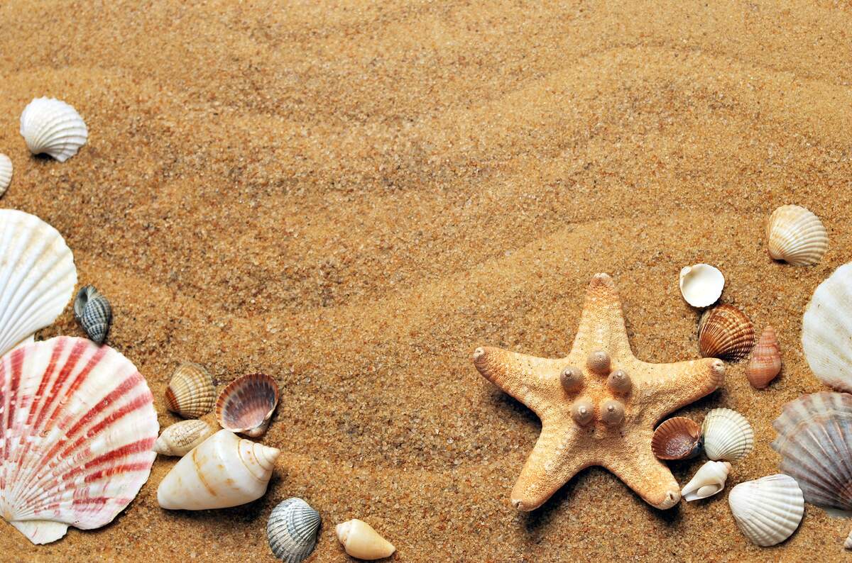 National Seashell Day