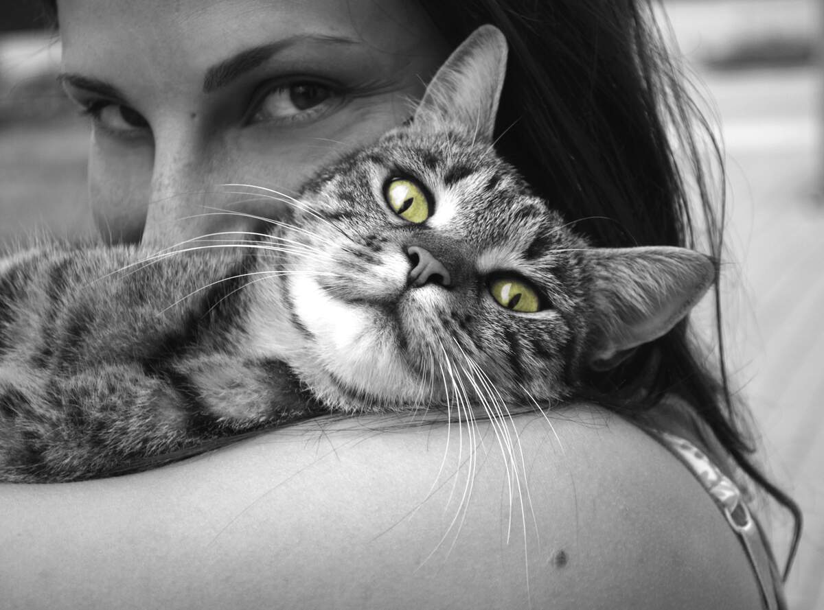 Hug your Cat Day