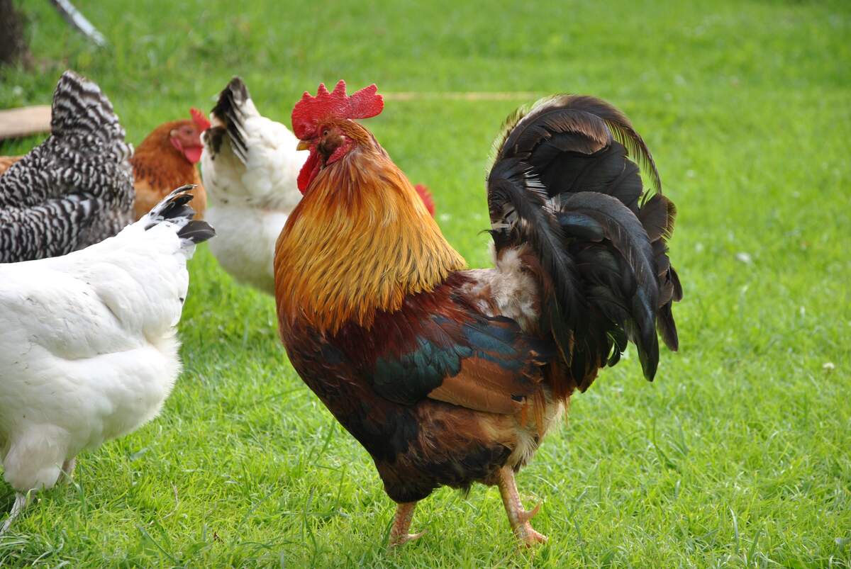 Chicken Boy's Day
