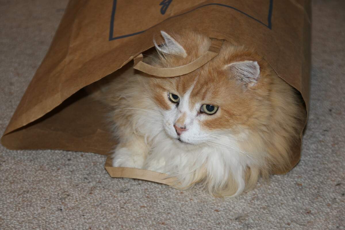Paper Bag Day