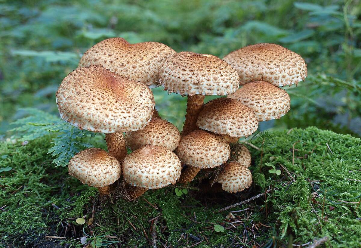 National Mushroom Day
