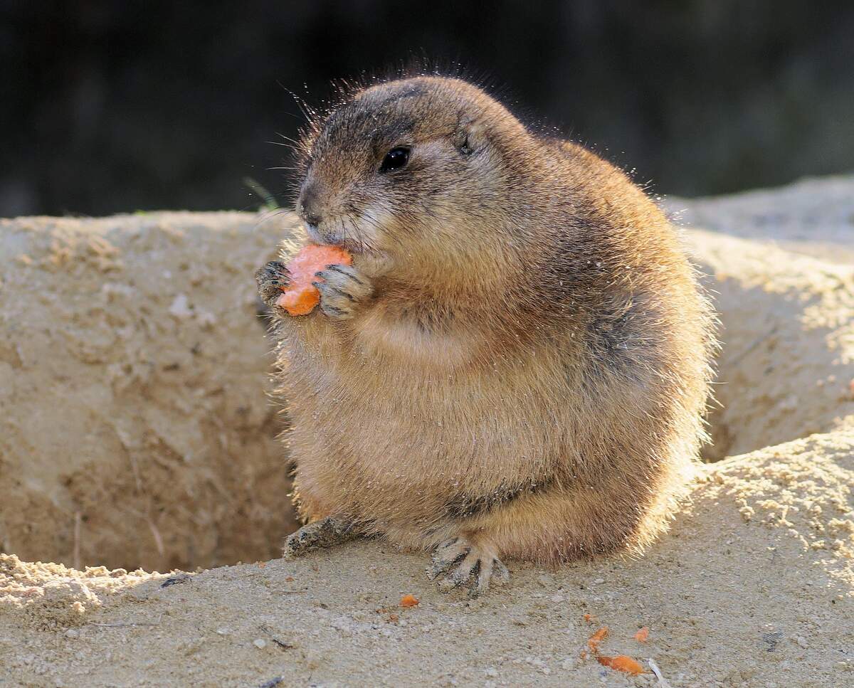 National Pet Obesity Awareness Day