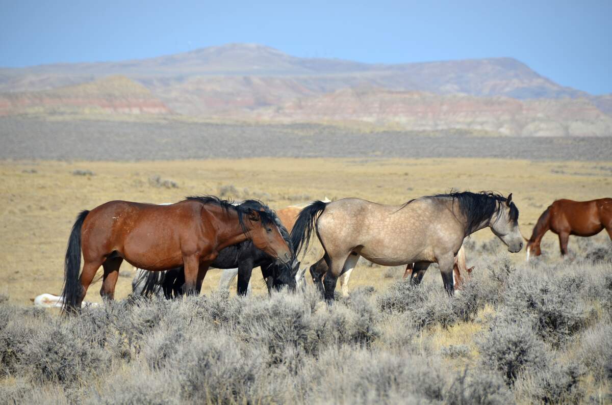 Pony Express Day
