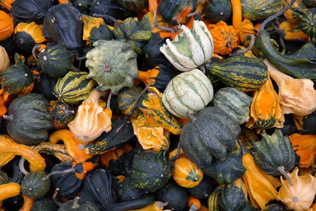 National Acorn Squash Day