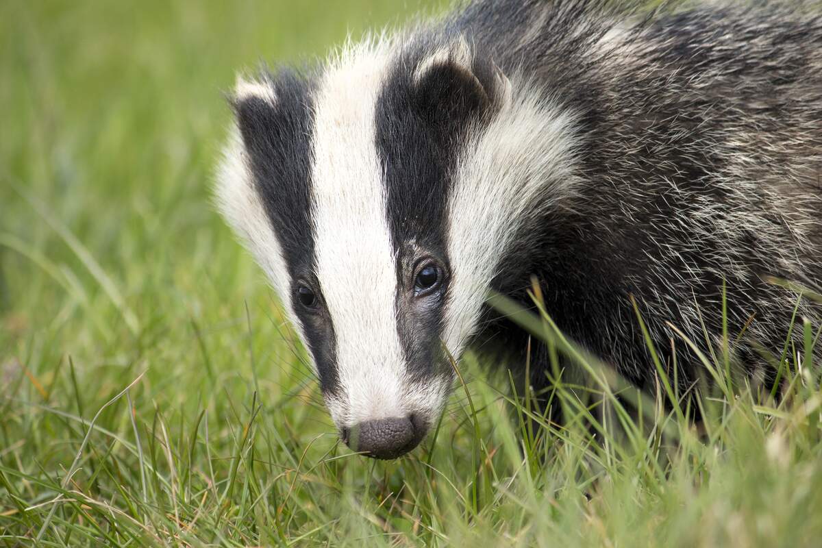 National Badger Day