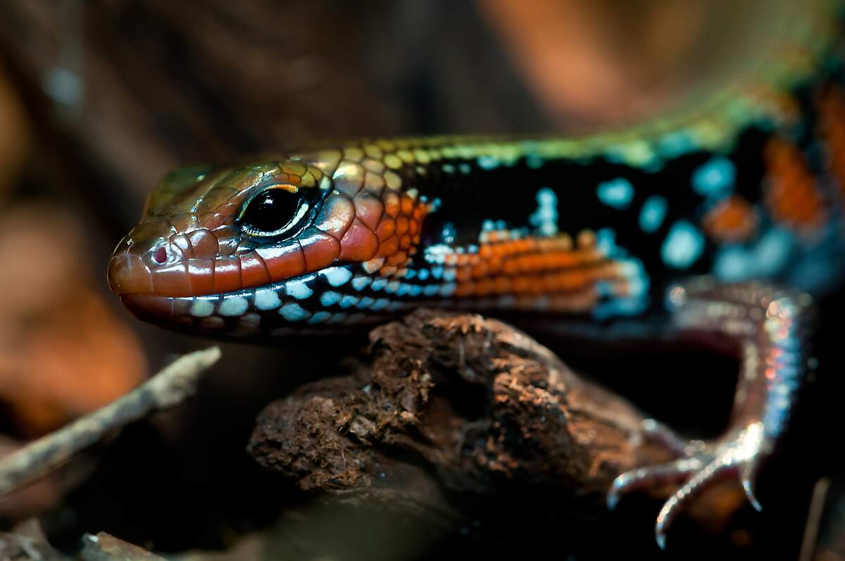 Reptile Awareness Day