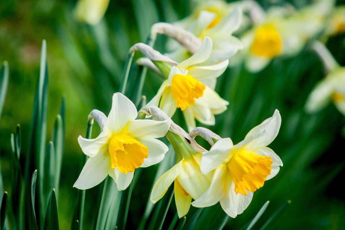 Daffodil Day (Australia)