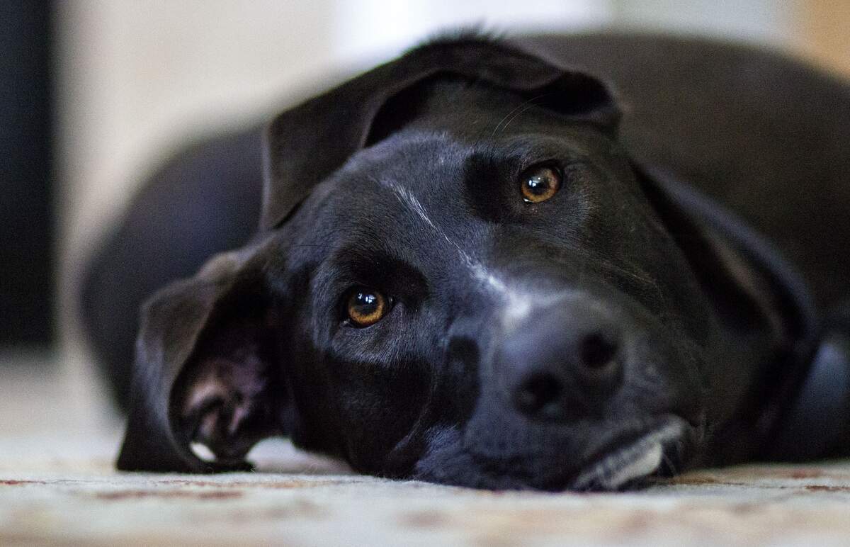 National Black Dog Day
