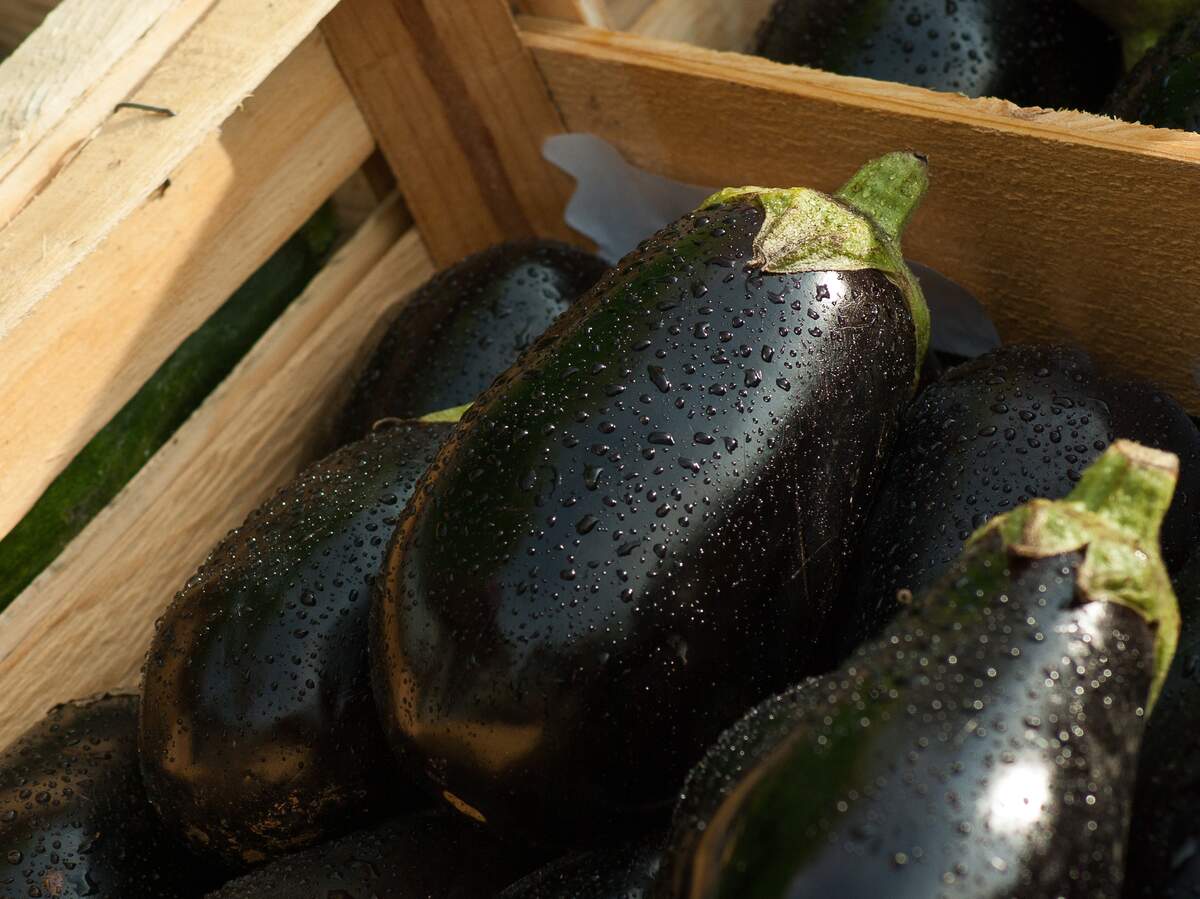 World Eggplant Day