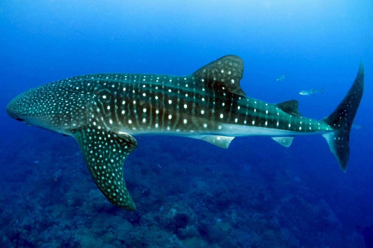 International Whale Shark Day
