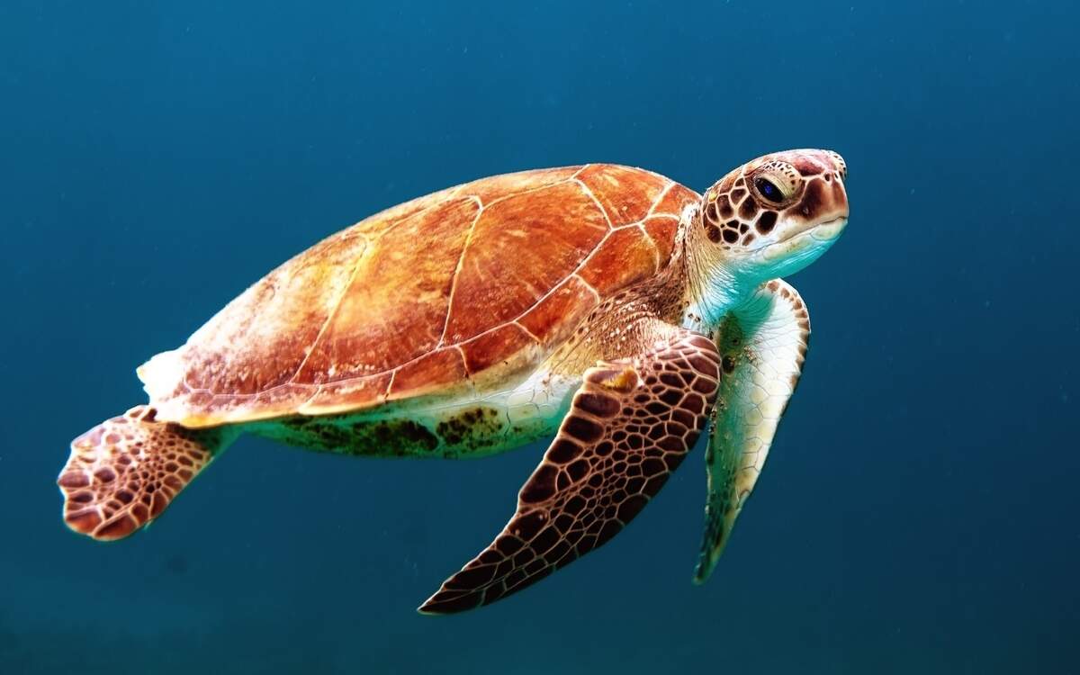 Turtle Races Day
