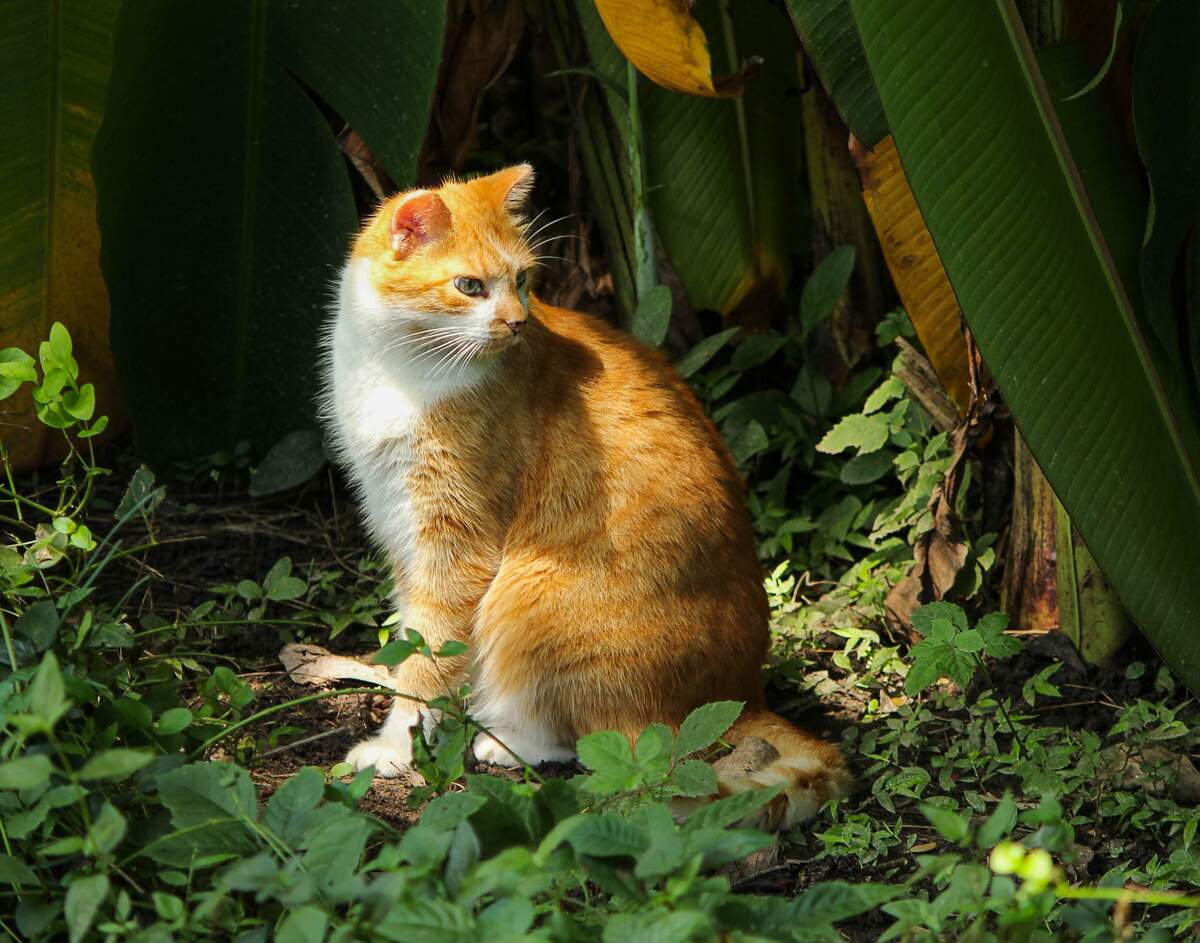 Global Cat Day