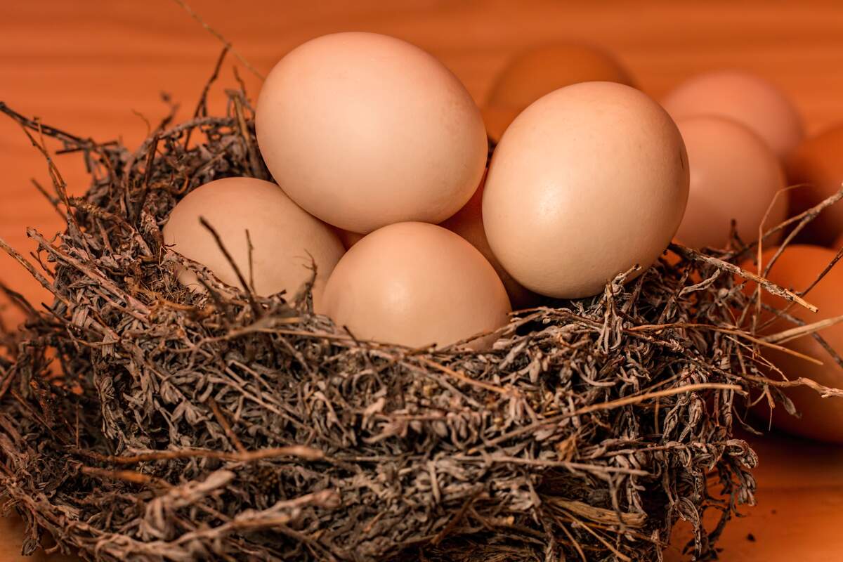 Crowded Nest Awareness Day