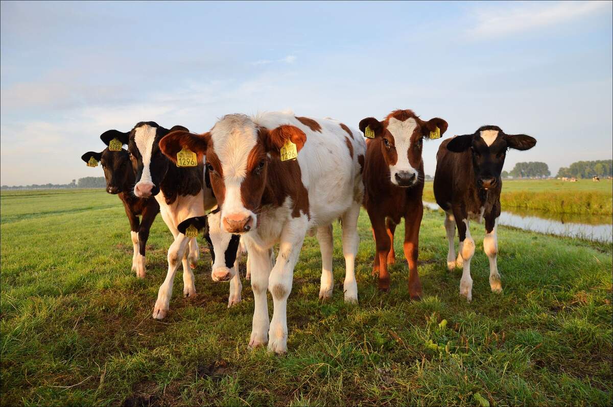 Cow Appreciation Day