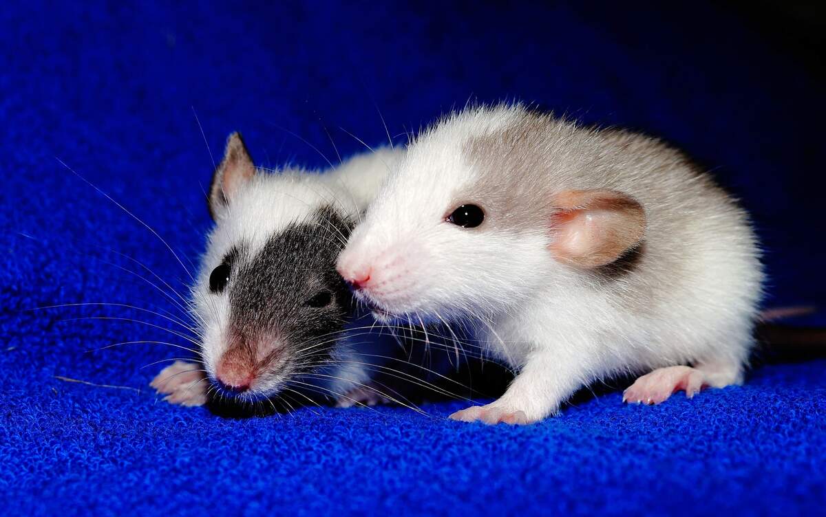 National Ratcatcher's Day