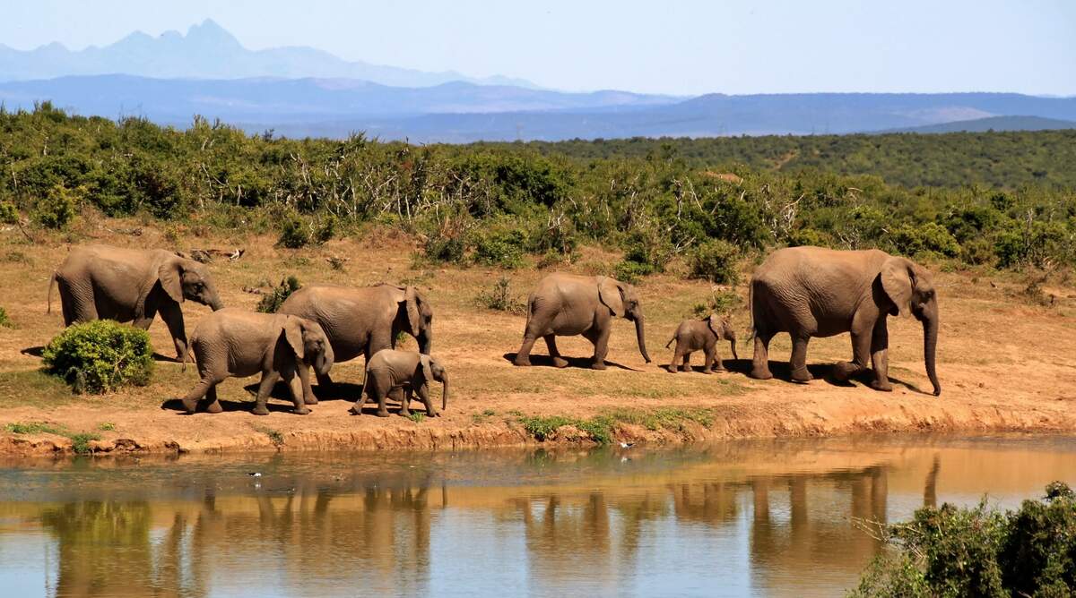 World Elephant Day