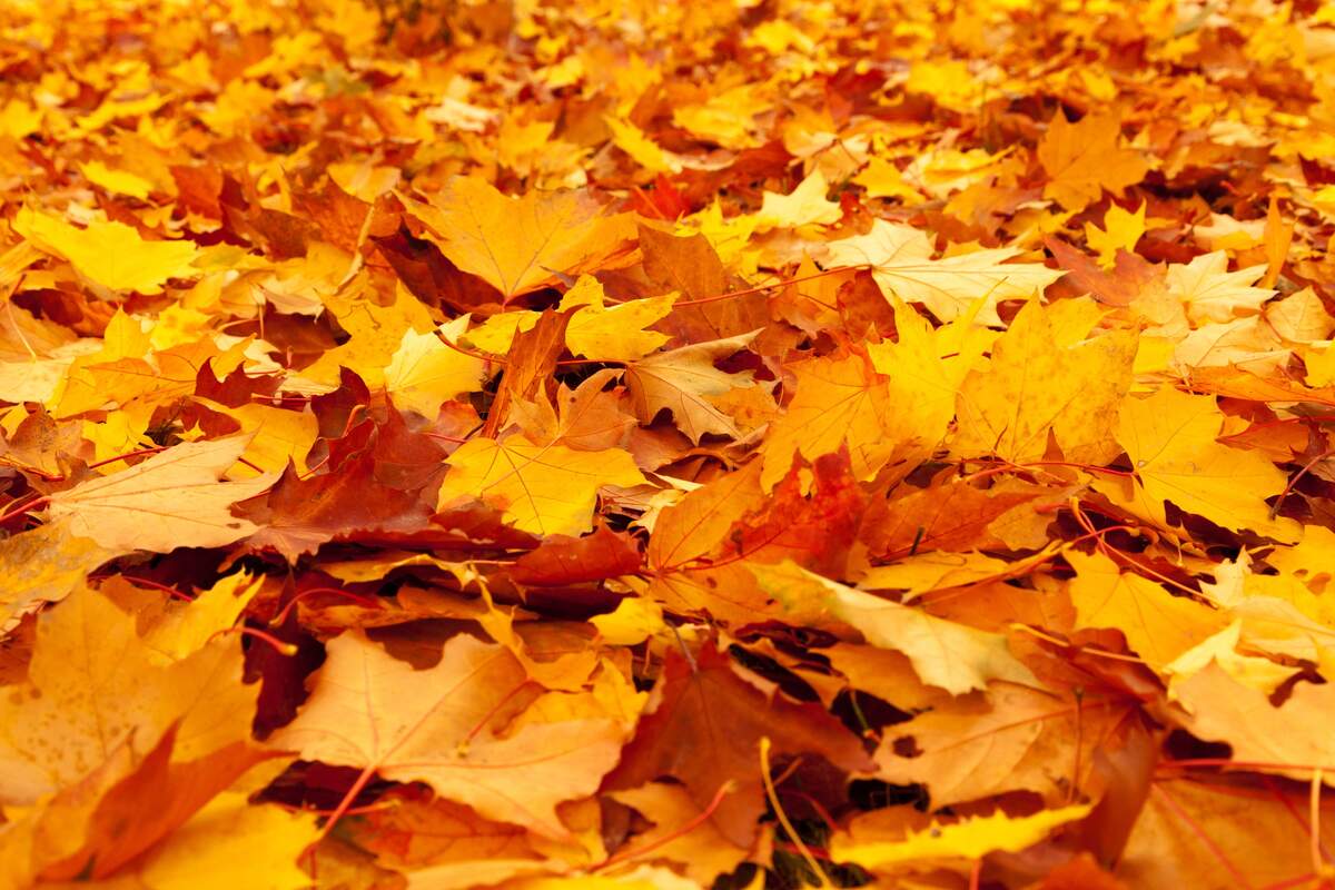 The First Day of Fall